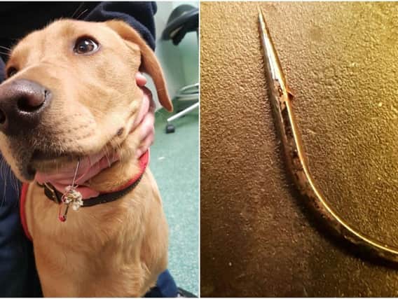 Left: Tex with the fish hook in his mouth. Right: The discarded fish hook