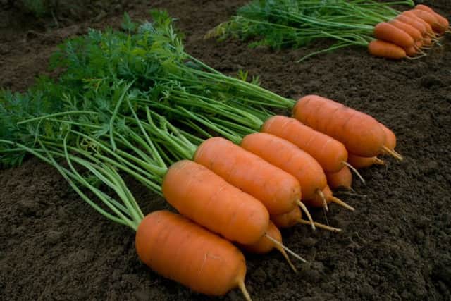 Aron F1 carrots. Picture by Kings Seeds