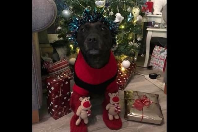 Molly's cute Christmas photo. Picture: Louise Toal.