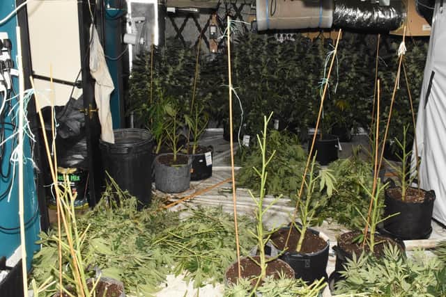 A look inside the cannabis farm found by police in Tavistock Place, Hendon, on Friday.
