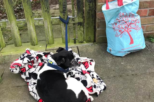 Picture issued by the RSPCA of the dog dumped near Morrisons in Doxford Park, Sunderland