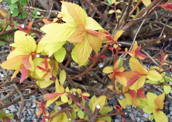 Spiraea japonica Goldflame, pruned hard to encourage new golden/pink shoots.