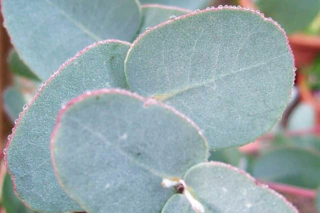 Eucalyptus gunnii pruned to encourage new bluish-green round leaves.