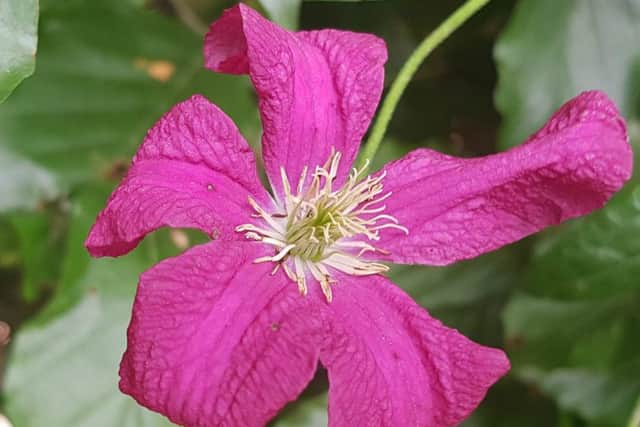 Late flowering clematis Mme Julia Correvon.