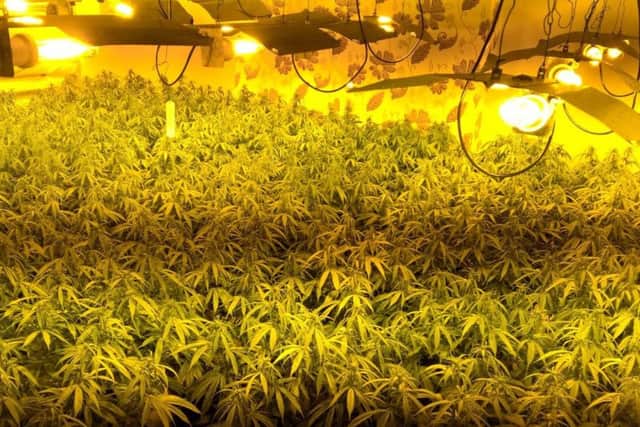 The cannabis farm in Cleveland Road contained 300 plants and is said to be worth thousands of pounds.