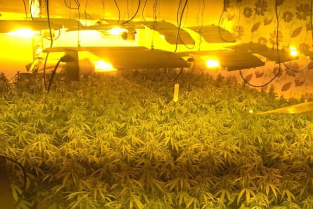 Some of the 300 plants found in the cannabis farm discovered in Cleveland Road.