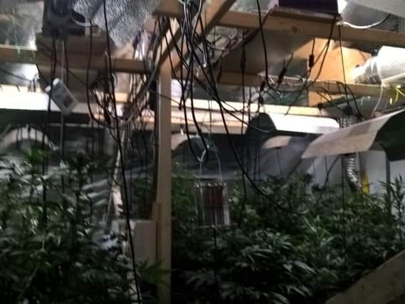 Police officers discovered the cannabis farm inside the loft of the house when they investigated.
