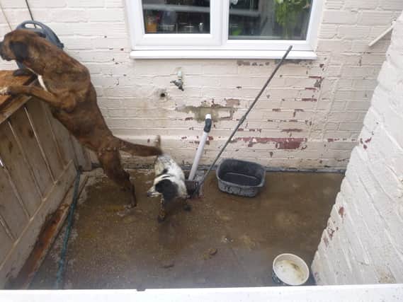 The dogs were found in "shocking" conditions in the yard of Chris Adam's home in Seaham.