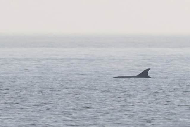 Th dolphin was spotted off the coast at Sunderland
