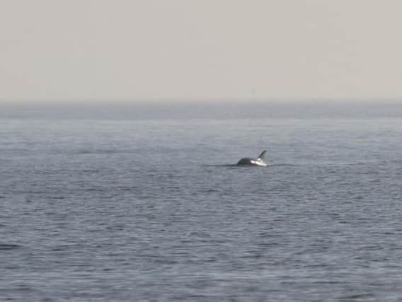 The dolphin was pictured at around 10.30am yesterday