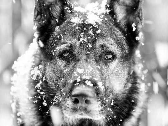PD Kaizer has passed away. Picture: Durham Police K9.