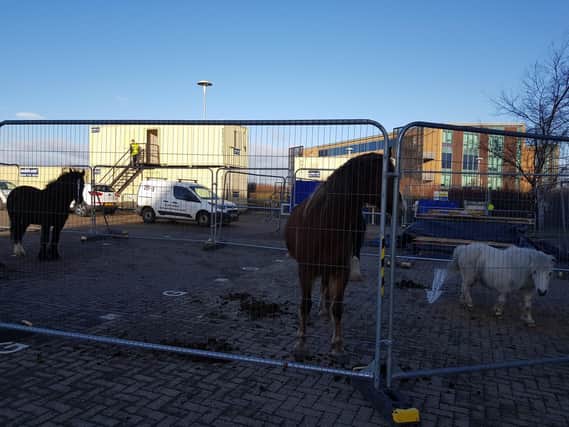 The horses and a pony in a makeshift pen at Rainton Bridge Business Park.