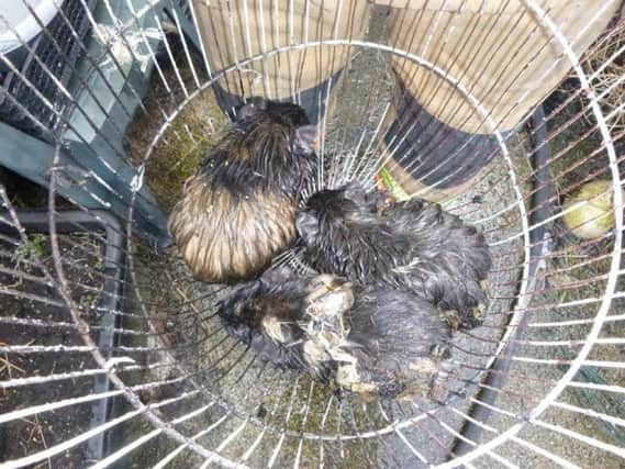 The three guinea pigs rescued from a blazing home.