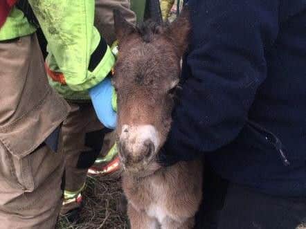 The foal being rescued. Picture c/o County Durham and Darlington Fire and Rescue
