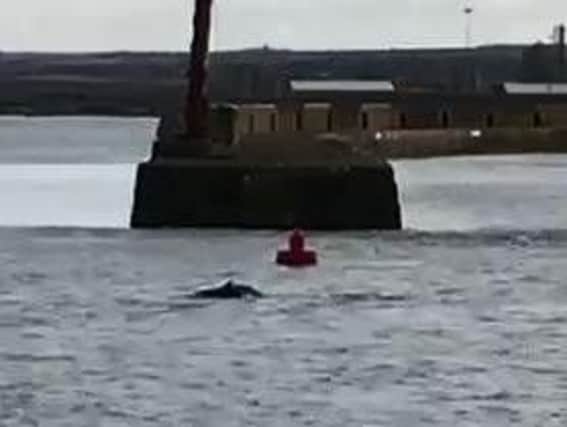 Dolphins off Roker Pier