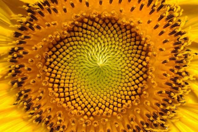 A sunflower head.