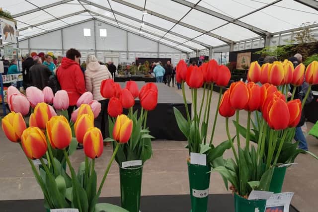 An exhibitors' tulips in the Plant Nursery Pavilion.