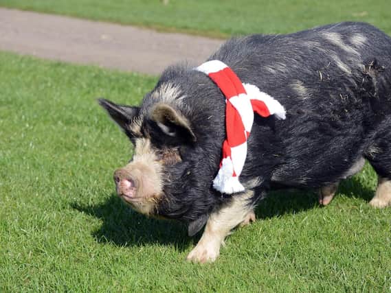 Meet Little Rob - Sunderland's new psychic pig.
