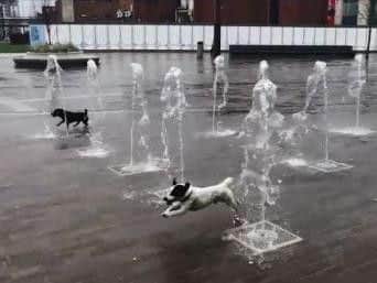 Bailey (front) and his brother Billy enjoy a splash in the Keel Square water feature every day.
