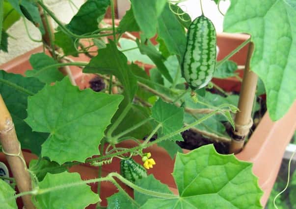 Cucamelons grow well in pots in cool greenhouses.