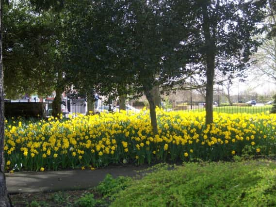 Daffodils near the Broadway/Dairy Lane entrance to the park.