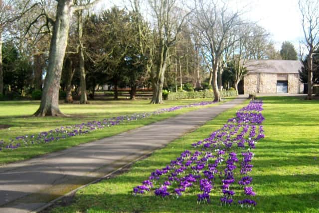 The crocus walk from West border.