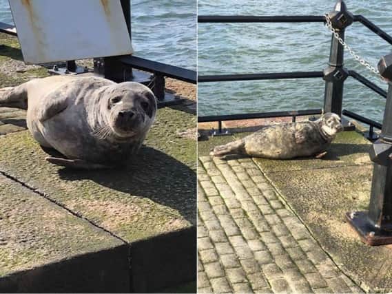 Karen Brookes spotted the seal in Roker.