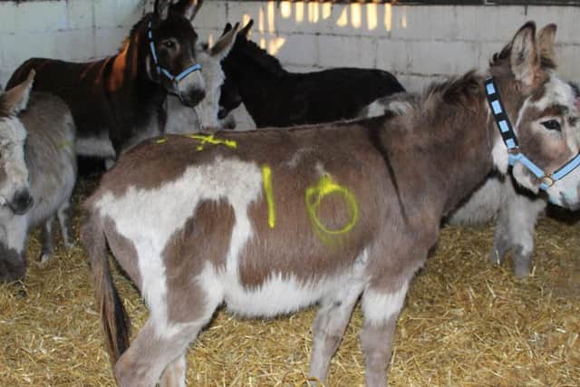 The donkeys that were rescued