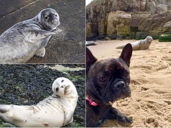 We have been loving your pictures of seals.