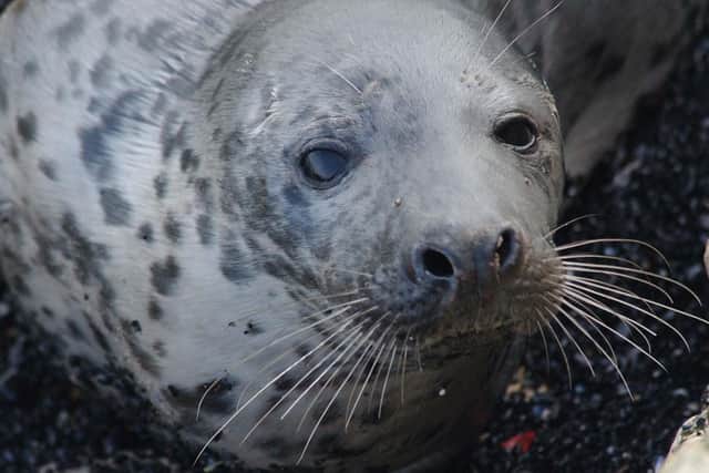 Experts say it's a perfectly normal part of a seal's behaviour to come ashore if it needs to digest food - or simply have a rest.