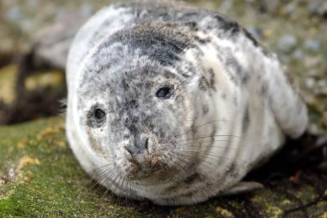 Young seals should not be approached, because that could threaten the mother-pup bond and cause the pup to be abandoned.