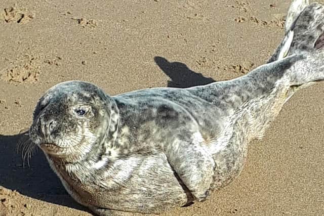 It is only necessary to call for help if a seal is stranded for several days, or appears to be sick or injured.Pic: Lisa Smith.