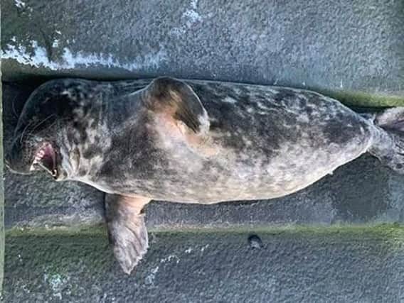 Are you having a laugh? This seal certainly looks like it is. Thanks to Megan McMurrough for sending in the picture.