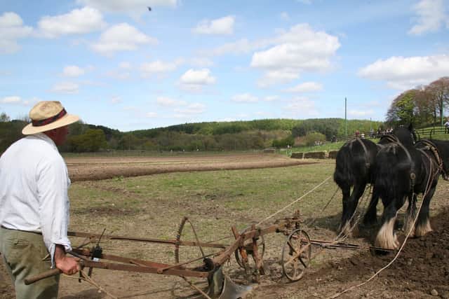 Traditional ploughing of the fields.