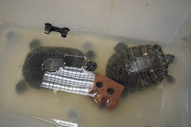 Picture released by the RSPCA of terrapins rescued in Sunderland