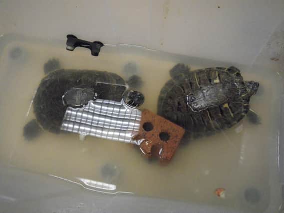 Picture released by the RSPCA of terrapins rescued in Sunderland