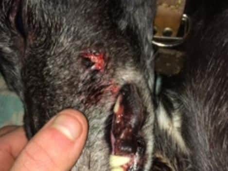 Injuries to Arron Crighton's dog Jet, which Crighton had been using to kill wild foxes.