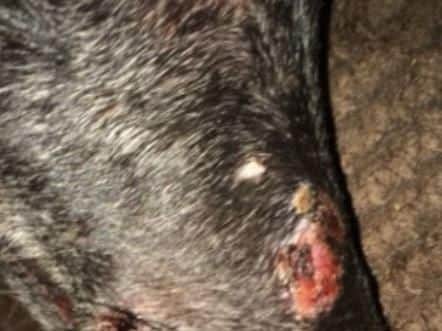 Injuries to Arron Crighton's dog Jet, which Crighton had been using to kill wild foxes.