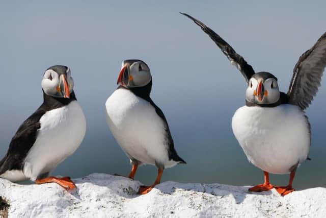 Results from the 2018 survey reveal stable puffin numbers.