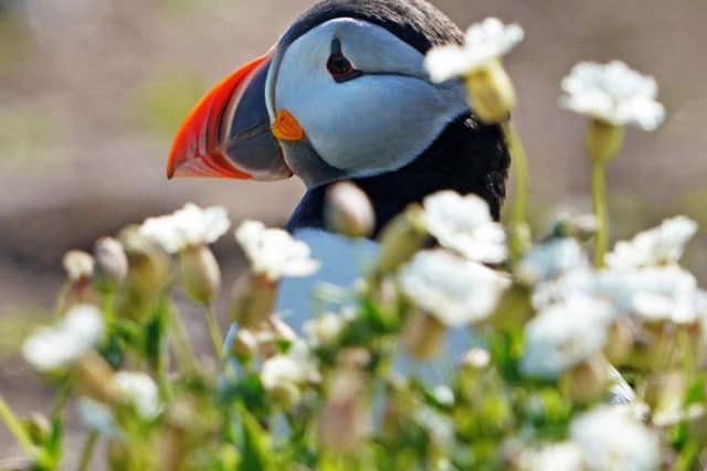 The National Trust has carried out the survey on the Farne Islands for 50 years.