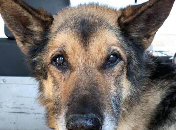 PD Buster who has died after giving years of service to Northumbria Police.