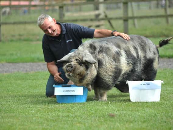 Down At The Farm's psychic pig Bob, with owner Will Weightman, when he predicted Sunderland's promotion.