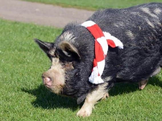 Sunderland's newest psychic pig Rob.