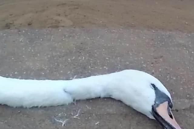 A photo of the swan killed in a park. Image: RSPCA