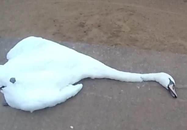 The swan killed by a passer-by. Image: RSPCA