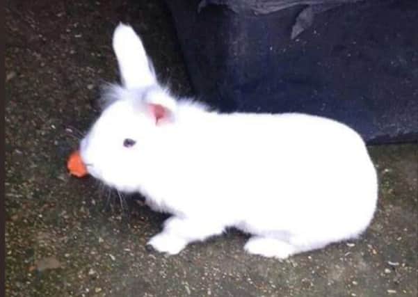 Percy the rabbit