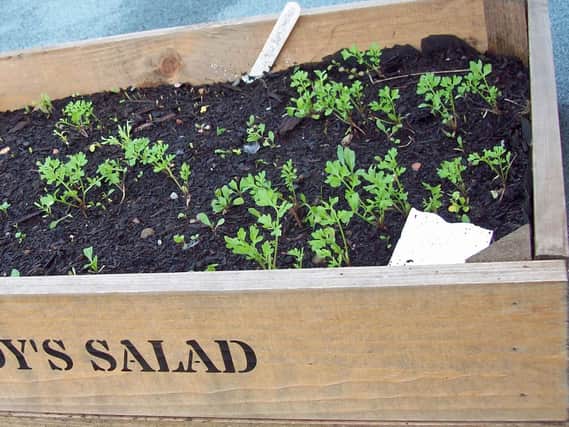 A salad box with Californian Mix.