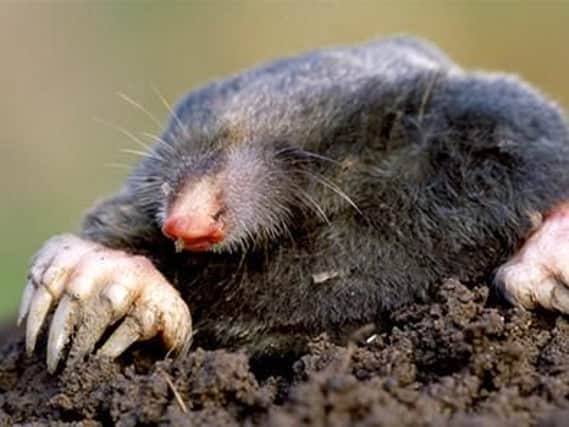 Mole activity increases at this time of year. Get rid of their hills if you can.