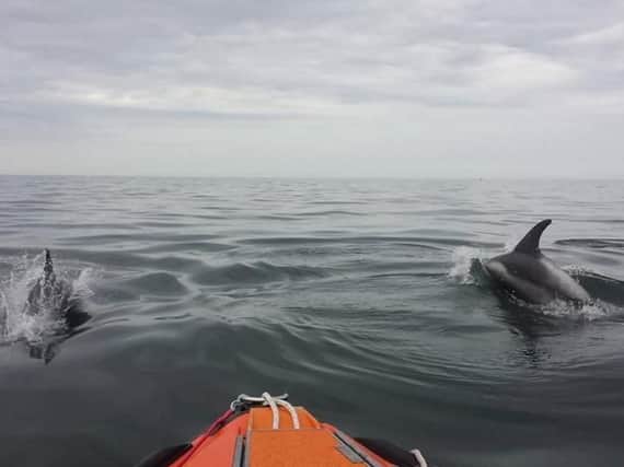 Dolphins spotted off our coast by Sunderland's RNLI team last year.