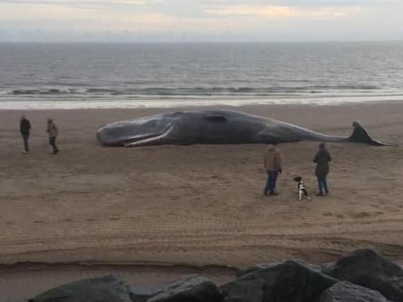 A sperm whale washed up on the beach near Skegness.